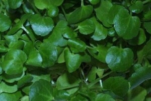 Salata potočarka kao hrana i lijek