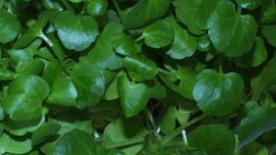 Salata potočarka kao hrana i lijek