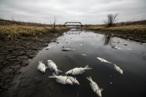 Potokom plutaju uginule ribe!