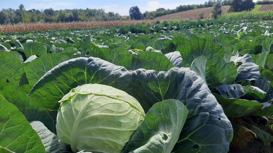 Kupus bukurešt odličan za uzgoj - otporan na sušu?