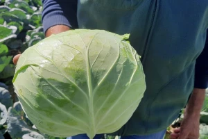 "Potomak" dostojan naslednik meleza, uprkos suši opravdao očekivanja