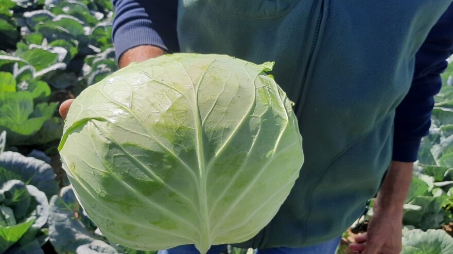 "Potomak" dostojan naslednik meleza, uprkos suši opravdao očekivanja