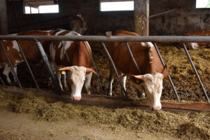 Podnesite zahtjev za podršku po modelu ruralnog razvoja
