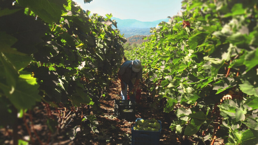 Za potporu ste dužni prijaviti planiranu proizvodnju