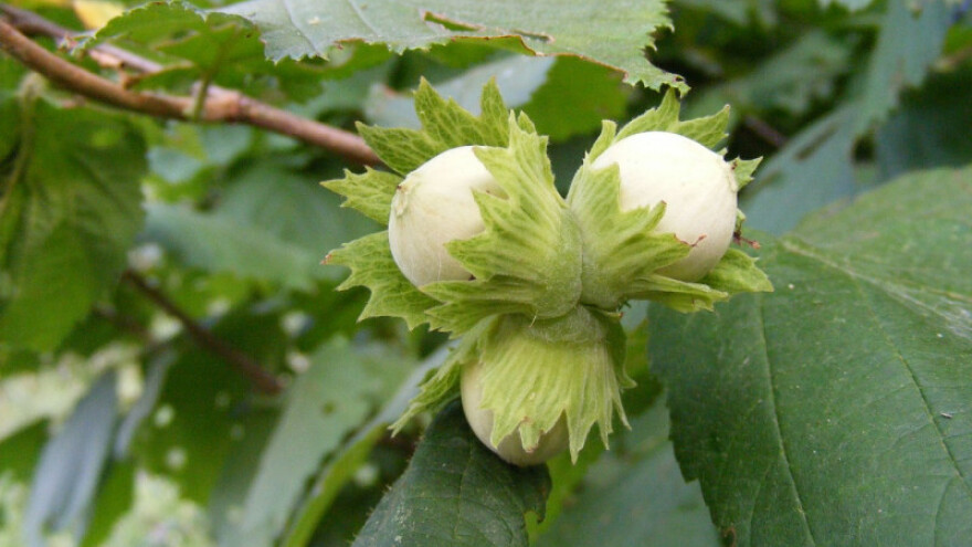 710.000 KM za potpore u primarnoj poljoprivrednoj proizvodnji