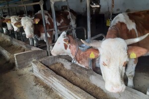 Pakirni centar i redovan otkup - pomoć poljoprivrednicima sa stradalih područja