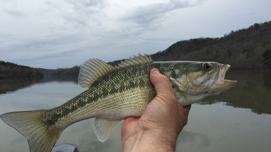 Potrošnja ribe na rekordnom nivou
