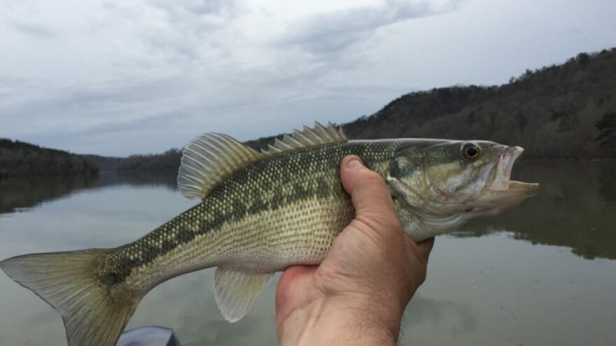 Potrošnja ribe na rekordnom nivou