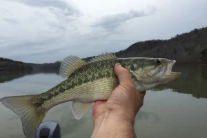 Potrošnja ribe na rekordnoj rizini - 20 kg/stanovniku!