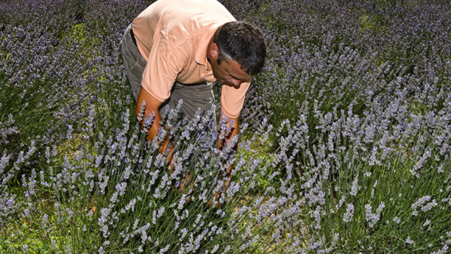 HSEP: Treba nam pravednije tržište ekoloških proizvoda