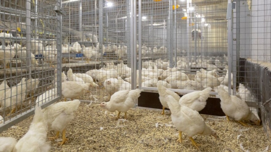 Strukturna hrana De Heusa - predvidivost u proizvodnji i bolje zdravstveno stanje živine