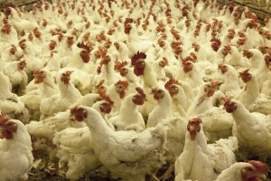 Pravilnik o odobravanju objekata i registraciji subjekata u poslovanju s hranom