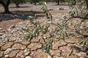 Povećajte otpornost masline na sušu!