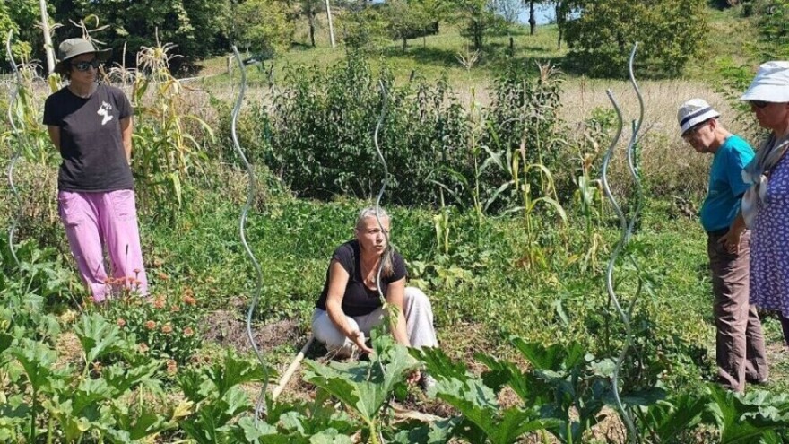 Pokrovnim usevima povećajte prinos i bioraznolikost u zemljištu, evo kako