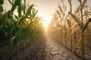 Povećajte prinose u stresnim uvjetima