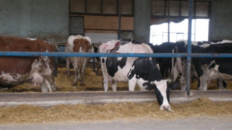 Srednji Banat zabeležio porast broja krava i junica