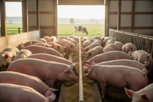 Povećan broj svinja za tov - manje muznih krava!