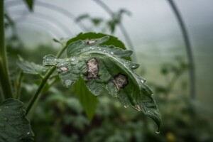 Povećana pojava bolesti povrća uslijed visoke vlage zraka