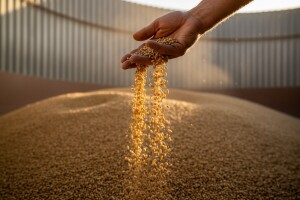 Povećana potražnja za pšenicom rezultirala porastom cena