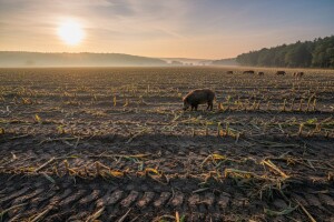 Povećanim odstrelom do reda u poljima