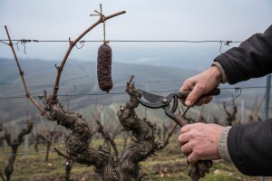 Povećanje indeksa prodaje vina!