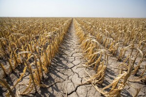 Povećanje temperature uzrokuje smanjenje prinosa kukuruza