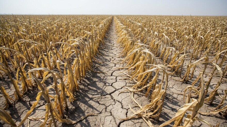 Povećanje temperature uzrokuje smanjenje prinosa kukuruza