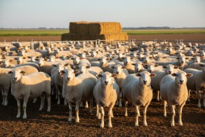 Povećava se broj farmi ovaca u srednjem Banatu