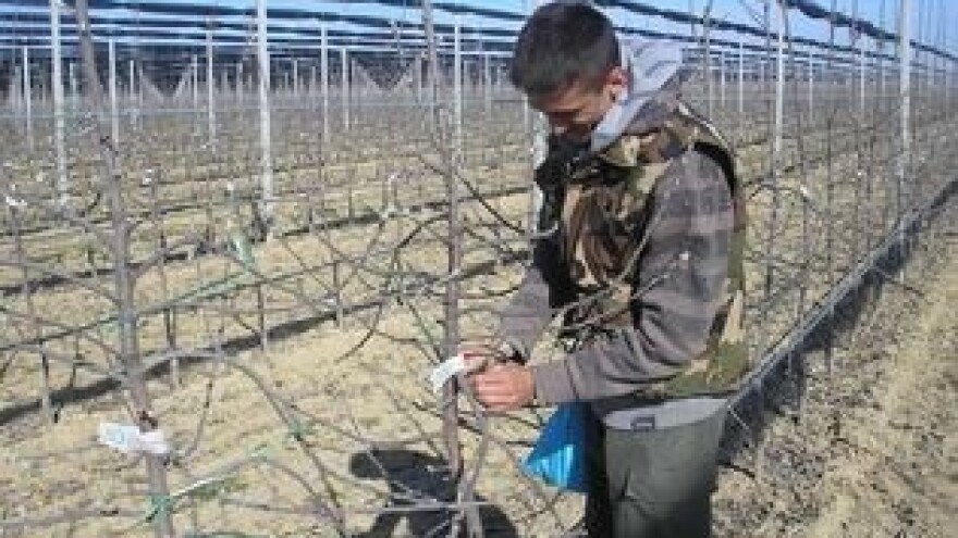 Povijanje izboja za kontrolu bujnosti!