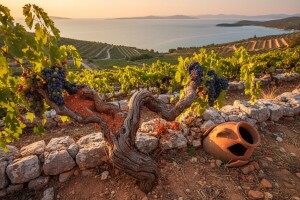 Povijest hrvatskog vinogradarstva