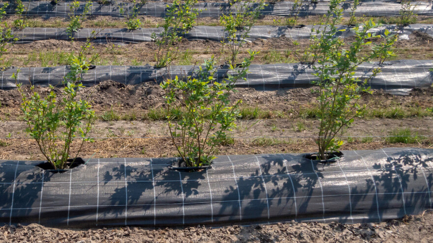 Povišenim gredicama do zdravije biljke i sigurnijeg roda
