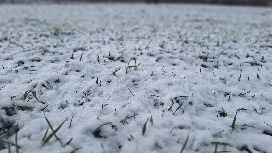 Ozima pšenica: Sneg povećao vlagu u zemljištu - šta sada?