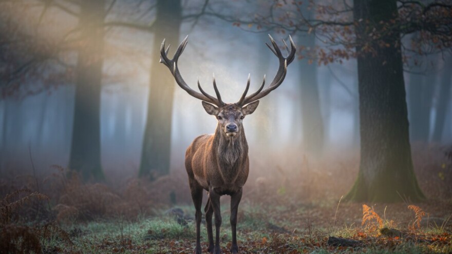 Povratak inozemnih lovaca