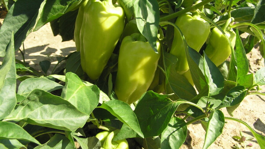 Prihranom osigurajte bujan rast i zelenilo u svom vrtu