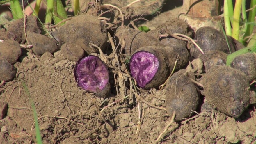 Prošla godina bila je idealna za proizvodnju većine povrtlarskih kultura