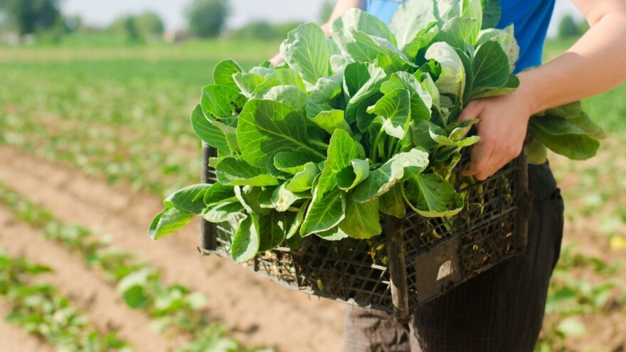 Sudjelujte na 4. Stručnom seminaru o proizvodnji povrća u Hrvatskoj