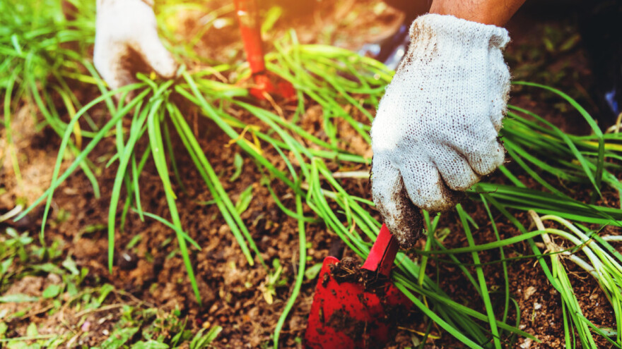 Dr.sc. Barić: Korovi ne padaju s neba, rezultat su našeg gospodarenja