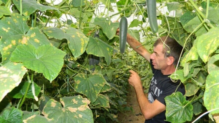 Za nadolazeće štetočine na povrću najbolja je preventiva