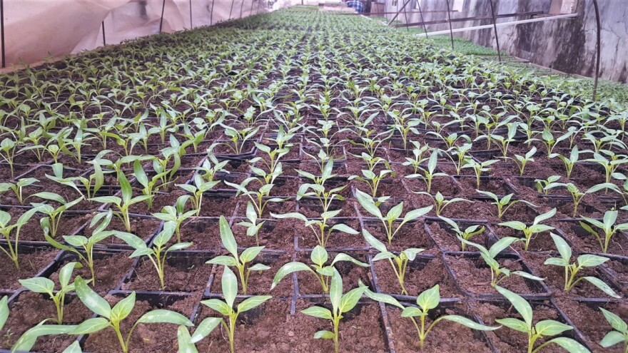 Za rasad važno dobro seme, pravilno kaljenje i temperatura