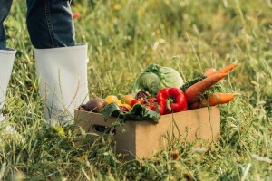 Bliži se 9. konferencija "Hrvatsko povrće", ove godine u Varaždinu