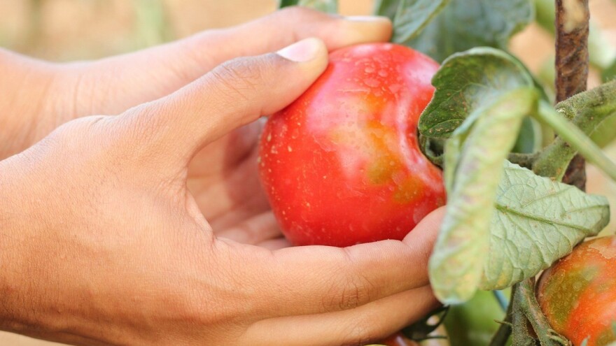 Daju 324% više sredstava za premije za povrće u 2018. godini