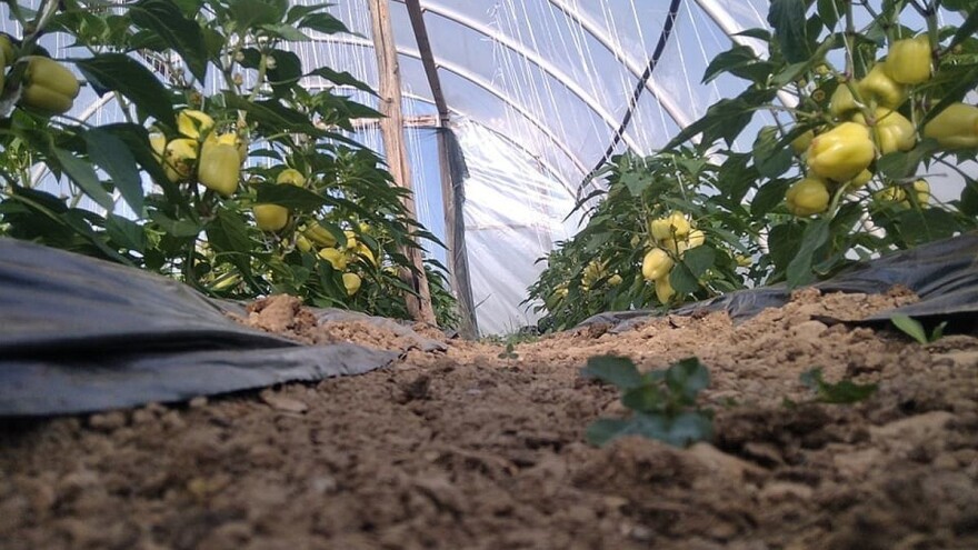 Potpore: Isplaćeno 130.000 KM, a iduće sedmice novi Javni poziv