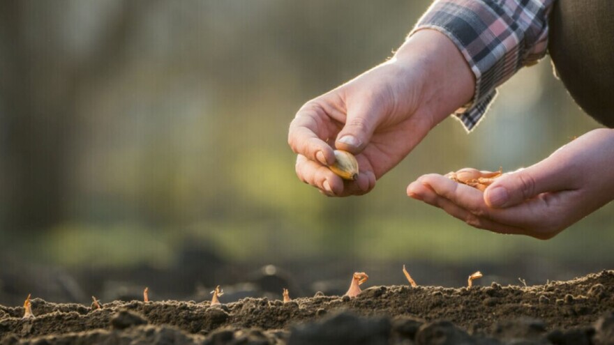 Rana sjetva povrća na otvorenom - od luka do rotkvice