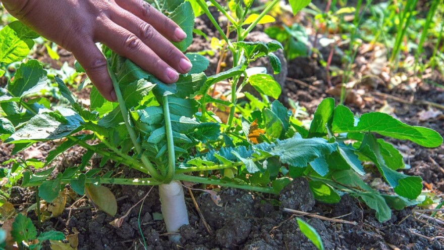 Azijsko povrće možete uzgojiti i u svom vrtu - ne zahtijeva posebnu njegu