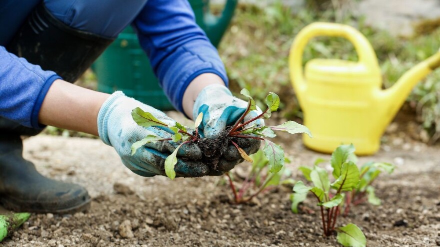 Ekološka đubriva s najboljim odnosom cene i kvaliteta