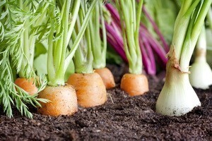 Gnojidba korjenastog i mahunastog povrća