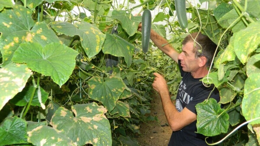 Proizvodnja povrća se isplati jer cene ne padaju zbog vremenskih uslova