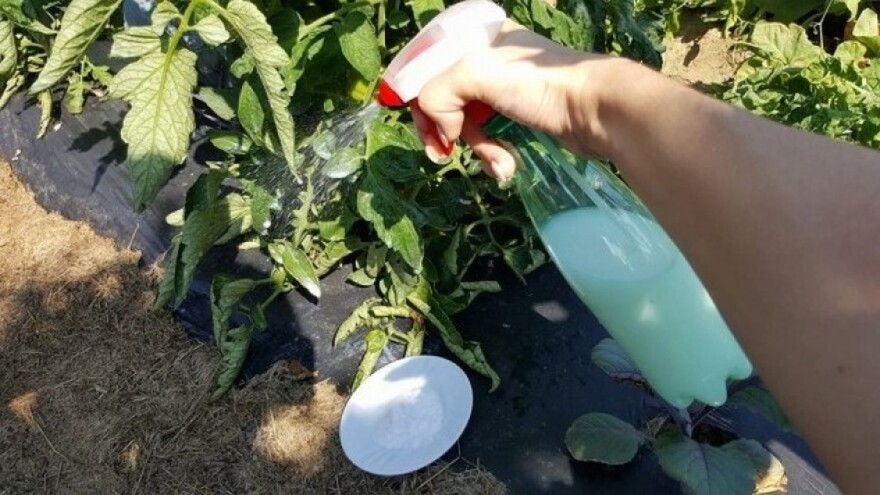 Ove sedmice vremenske prilike će pogodovati razvoju biljnih bolesti