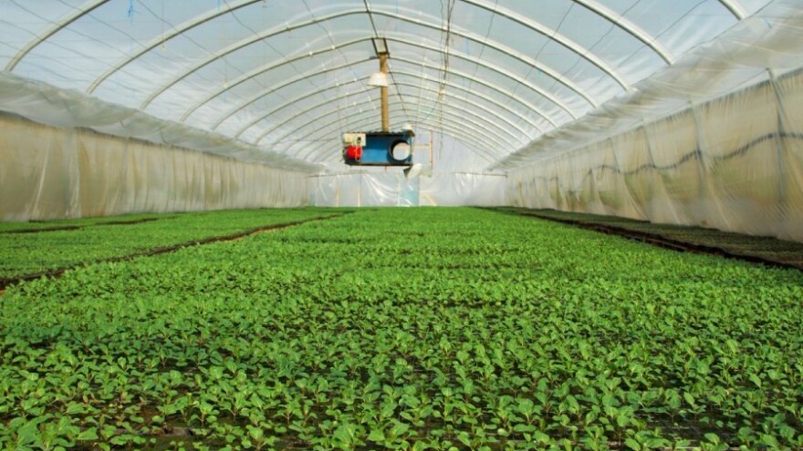 Preventivnim mjerama do zdravog rasada povrća