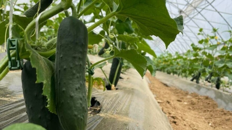 Maksimalno iskoristite plastenik: 4 vrste povrća su najisplatljivije